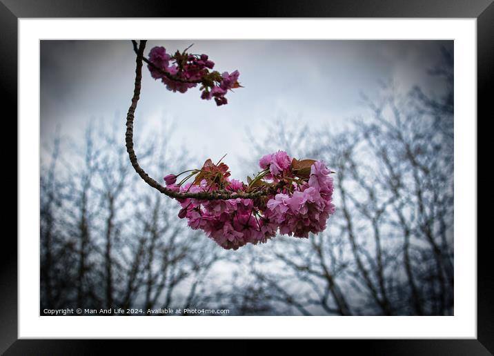 Spring Blossoms Against Cloudy Sky Framed Mounted Print by Man And Life