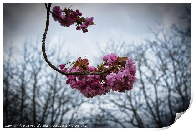 Spring Blossoms Against Cloudy Sky Print by Man And Life