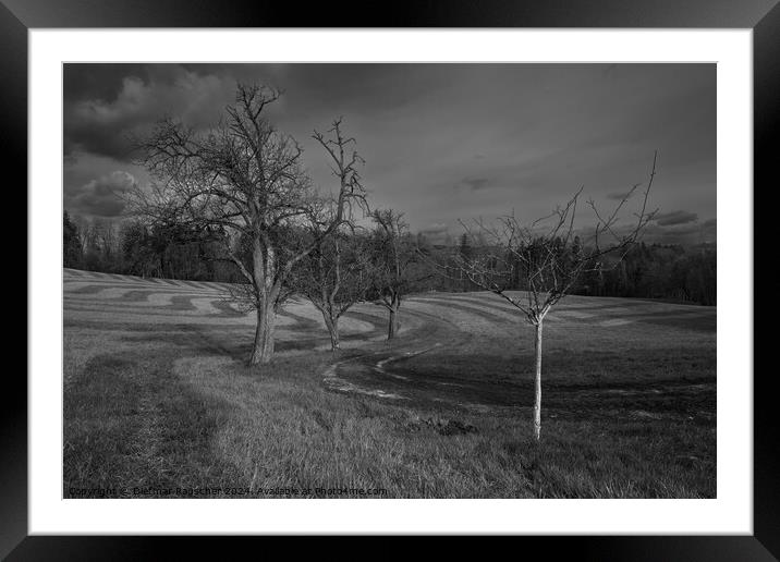 Trees and Rolling Meadows in the Mostviertel, Austria Framed Mounted Print by Dietmar Rauscher