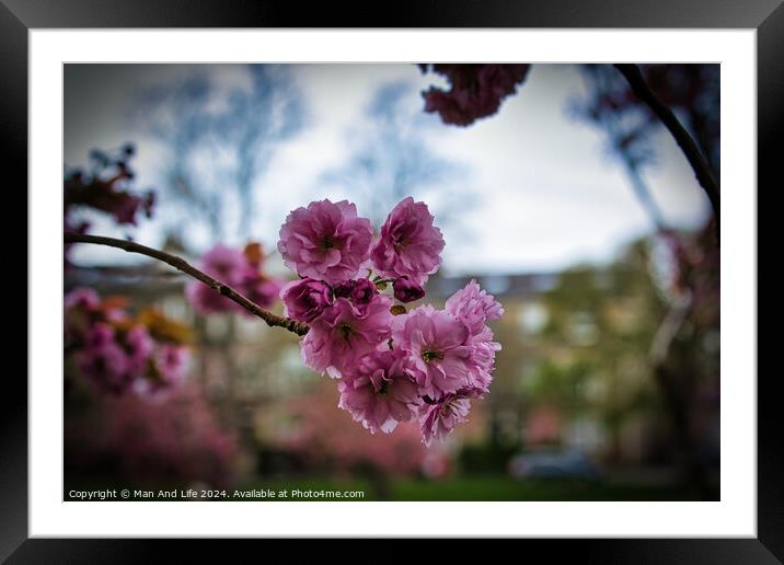 Spring Cherry Blossoms Framed Mounted Print by Man And Life