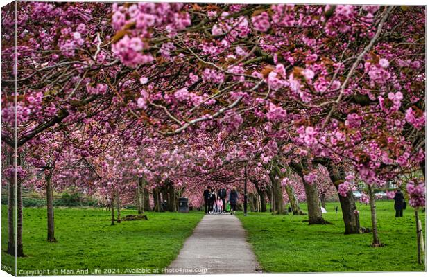 Cherry Blossom Pathway in Spring in Harrogate ,North Yorkshire Canvas Print by Man And Life