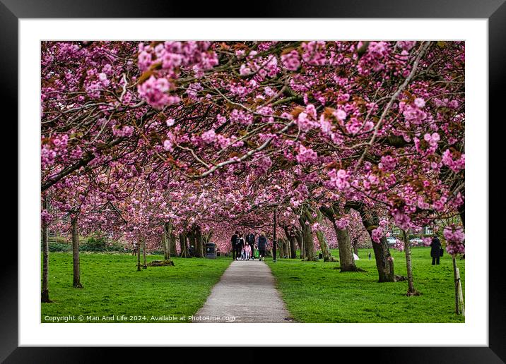 Cherry Blossom Pathway in Spring in Harrogate ,North Yorkshire Framed Mounted Print by Man And Life