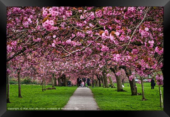 Cherry Blossom Pathway in Spring in Harrogate ,North Yorkshire Framed Print by Man And Life