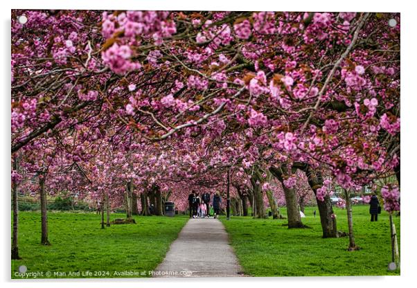 Cherry Blossom Pathway in Spring in Harrogate ,North Yorkshire Acrylic by Man And Life