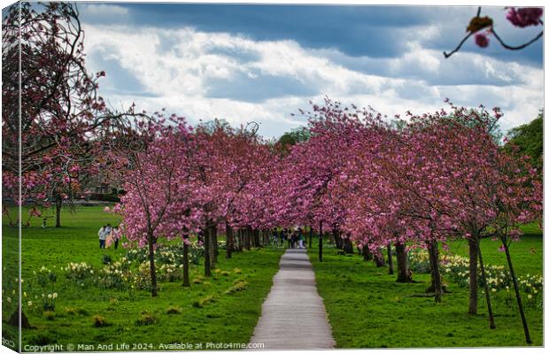 Cherry Blossom Pathway in Harrogate ,North Yorkshire Canvas Print by Man And Life