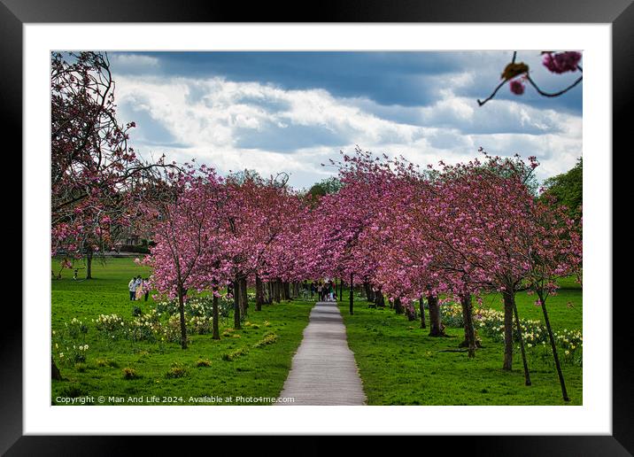 Cherry Blossom Pathway in Harrogate ,North Yorkshire Framed Mounted Print by Man And Life
