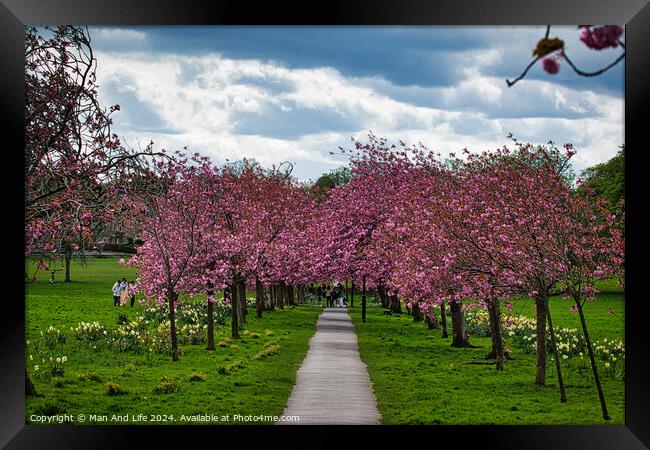 Cherry Blossom Pathway in Harrogate ,North Yorkshire Framed Print by Man And Life