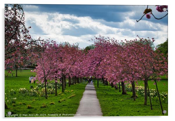 Cherry Blossom Pathway in Harrogate ,North Yorkshire Acrylic by Man And Life
