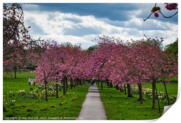 Cherry Blossom Pathway in Harrogate ,North Yorkshire Print by Man And Life