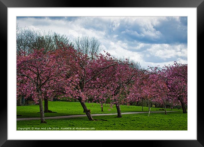 Spring Blossom Spectacle in Harrogate ,North Yorkshire Framed Mounted Print by Man And Life