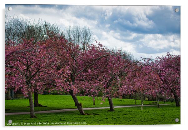 Spring Blossom Spectacle in Harrogate ,North Yorkshire Acrylic by Man And Life