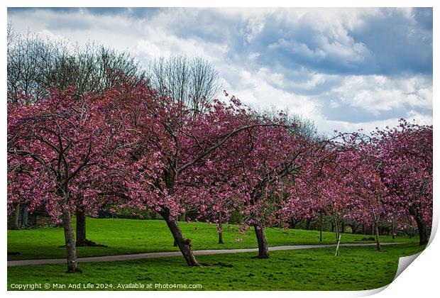 Spring Blossom Spectacle in Harrogate ,North Yorkshire Print by Man And Life