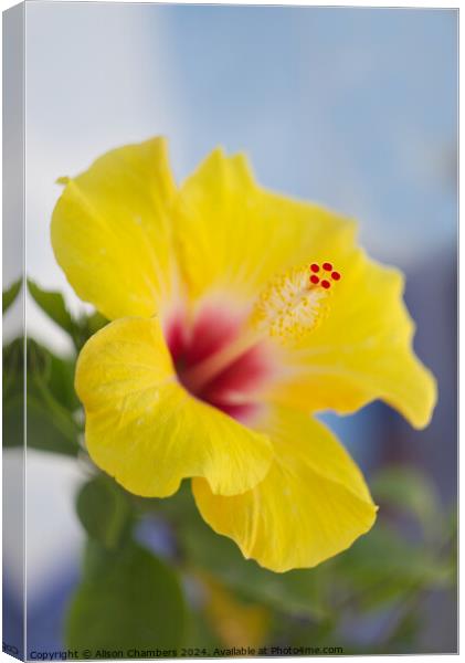 Hibiscus  Canvas Print by Alison Chambers