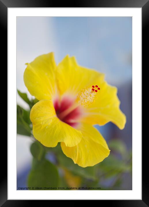 Hibiscus  Framed Mounted Print by Alison Chambers