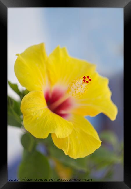 Hibiscus  Framed Print by Alison Chambers