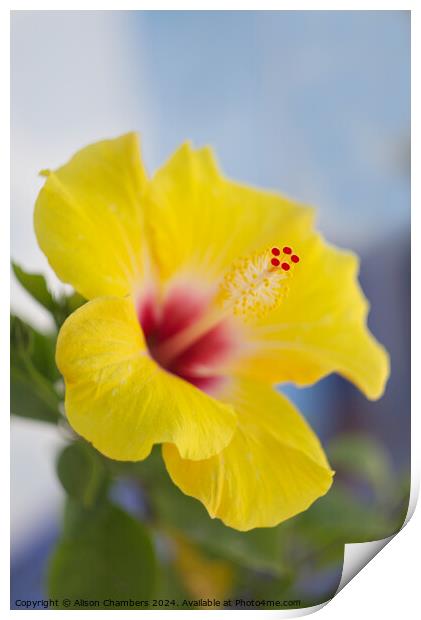 Hibiscus  Print by Alison Chambers