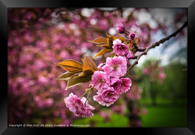 Spring Cherry Blossoms Framed Print by Man And Life