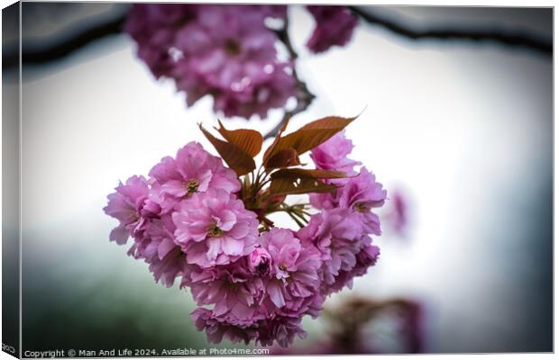 Vibrant Pink Cherry Blossoms Canvas Print by Man And Life