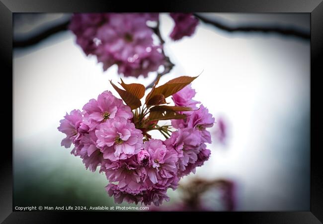 Vibrant Pink Cherry Blossoms Framed Print by Man And Life