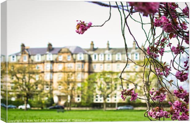 Spring Blossoms in Urban Setting in Harrogate ,North Yorkshire Canvas Print by Man And Life