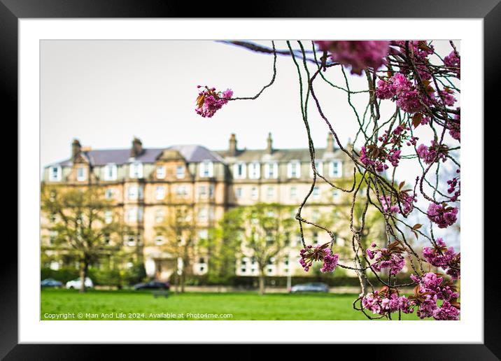 Spring Blossoms in Urban Setting in Harrogate ,North Yorkshire Framed Mounted Print by Man And Life