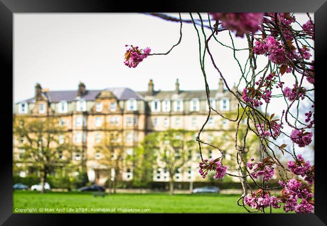 Spring Blossoms in Urban Setting in Harrogate ,North Yorkshire Framed Print by Man And Life
