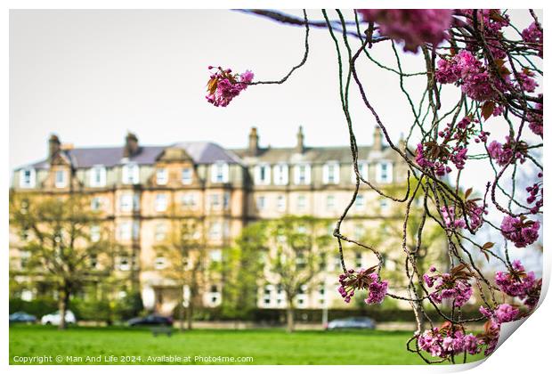 Spring Blossoms in Urban Setting in Harrogate ,North Yorkshire Print by Man And Life