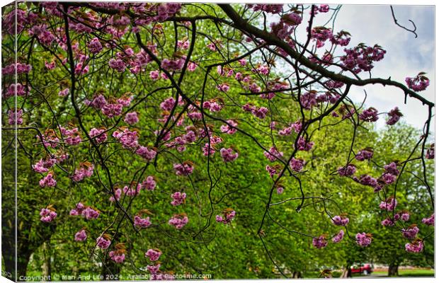 Spring Blossom Spectacle in Harrogate ,North Yorkshire Canvas Print by Man And Life