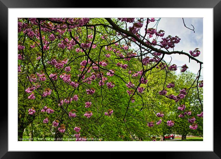 Spring Blossom Spectacle in Harrogate ,North Yorkshire Framed Mounted Print by Man And Life