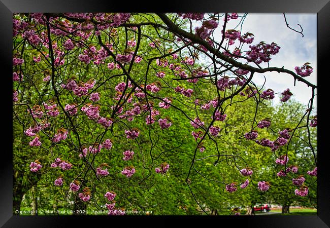 Spring Blossom Spectacle in Harrogate ,North Yorkshire Framed Print by Man And Life