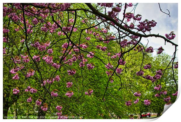 Spring Blossom Spectacle in Harrogate ,North Yorkshire Print by Man And Life