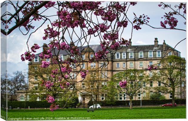 Spring Blossoms and Historic Architecture in Harrogate ,North Yorkshire Canvas Print by Man And Life