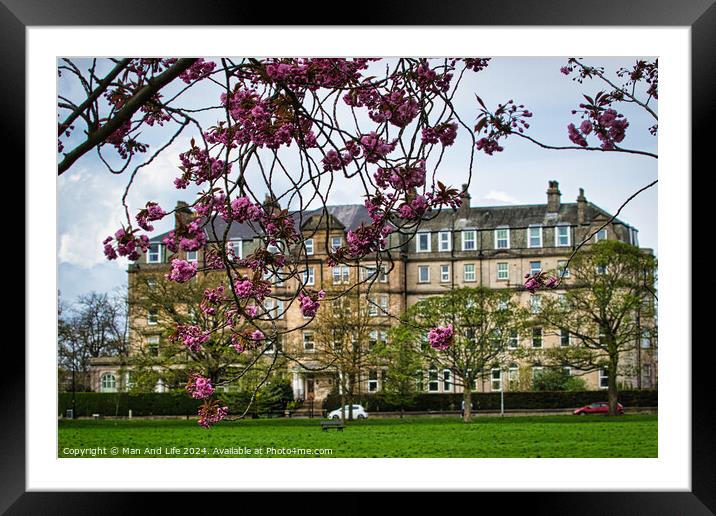 Spring Blossoms and Historic Architecture in Harrogate ,North Yorkshire Framed Mounted Print by Man And Life