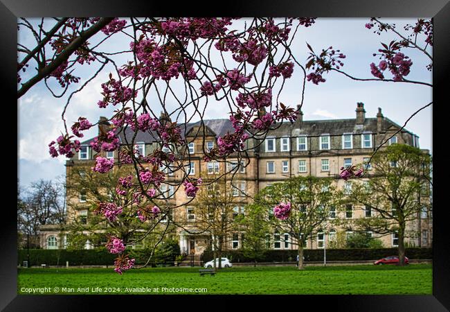 Spring Blossoms and Historic Architecture in Harrogate ,North Yorkshire Framed Print by Man And Life