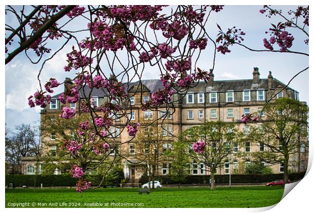 Spring Blossoms and Historic Architecture in Harrogate ,North Yorkshire Print by Man And Life