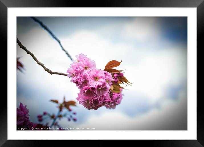 Pink Cherry Blossoms in Bloom Framed Mounted Print by Man And Life