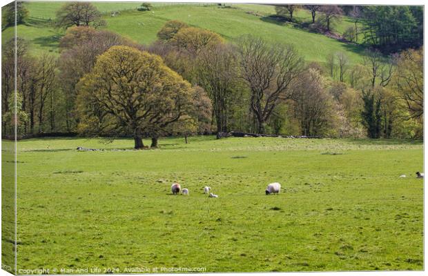 Pastoral Spring Day in North Yorkshire, England Canvas Print by Man And Life