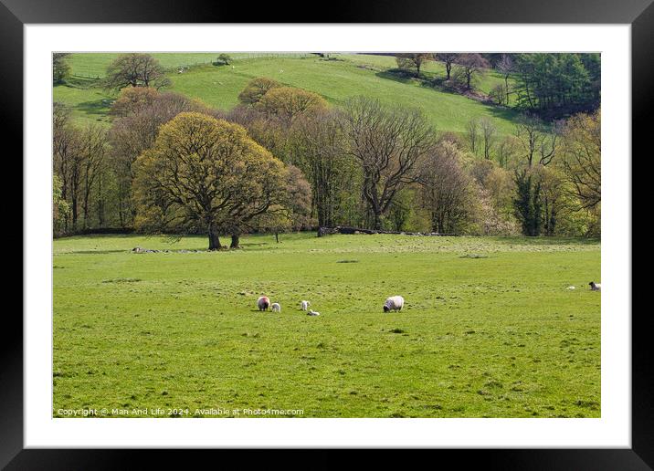 Pastoral Spring Day in North Yorkshire, England Framed Mounted Print by Man And Life