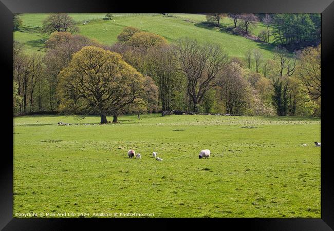 Pastoral Spring Day in North Yorkshire, England Framed Print by Man And Life
