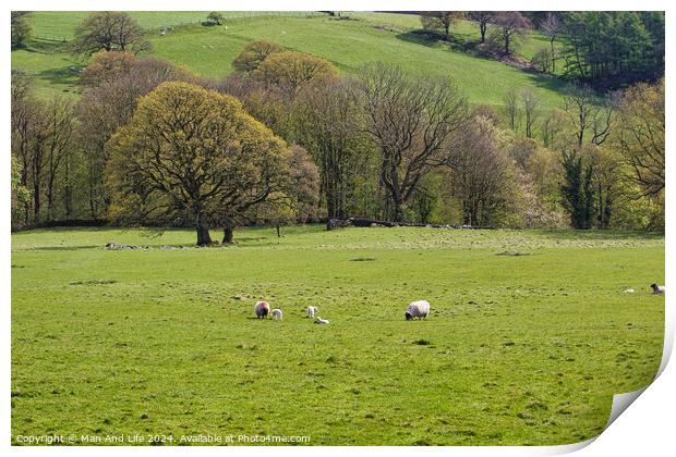 Pastoral Spring Day in North Yorkshire, England Print by Man And Life
