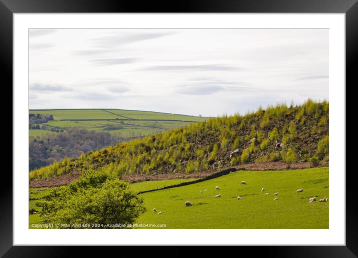 Pastoral Countryside with Grazing Sheep Framed Mounted Print by Man And Life