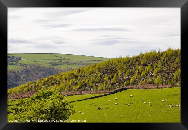 Pastoral Countryside with Grazing Sheep Framed Print by Man And Life