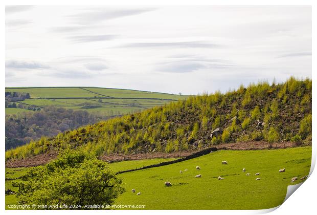 Pastoral Countryside with Grazing Sheep Print by Man And Life
