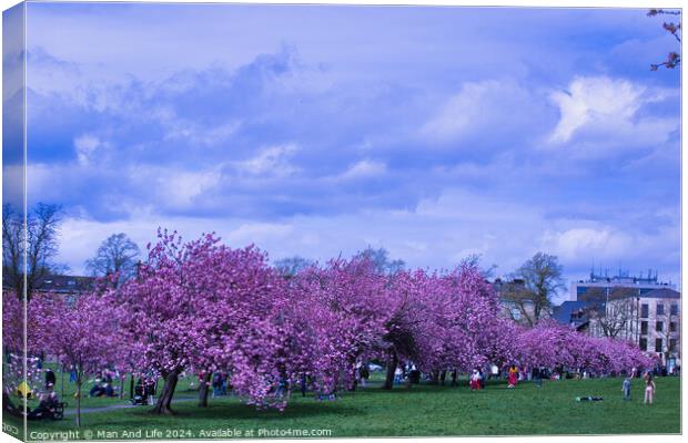 Cherry Blossom Festival in City Park in Harrogate, North Yorkshire Canvas Print by Man And Life