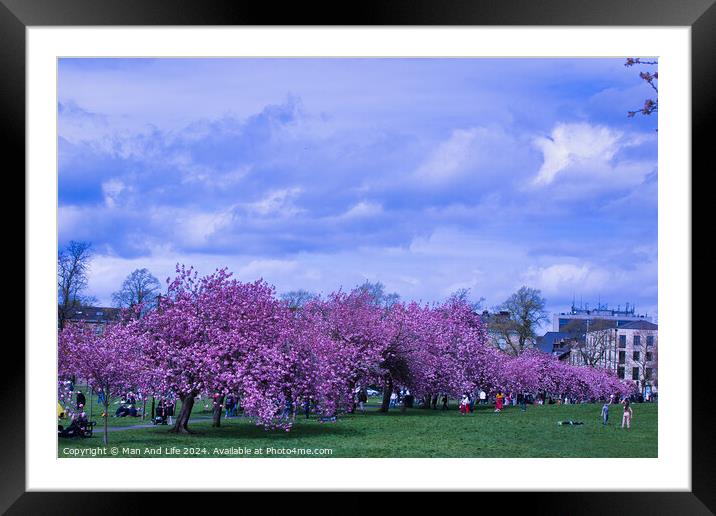 Cherry Blossom Festival in City Park in Harrogate, North Yorkshire Framed Mounted Print by Man And Life