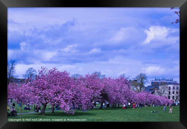 Cherry Blossom Festival in City Park in Harrogate, North Yorkshire Framed Print by Man And Life