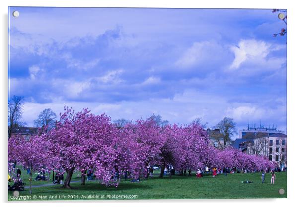 Cherry Blossom Festival in City Park in Harrogate, North Yorkshire Acrylic by Man And Life