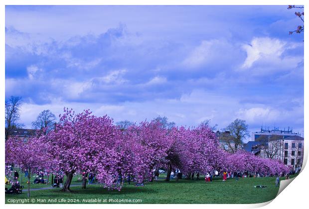 Cherry Blossom Festival in City Park in Harrogate, North Yorkshire Print by Man And Life