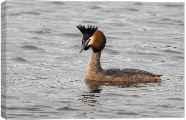Great Crested Grebe swiming Canvas Print by kathy white