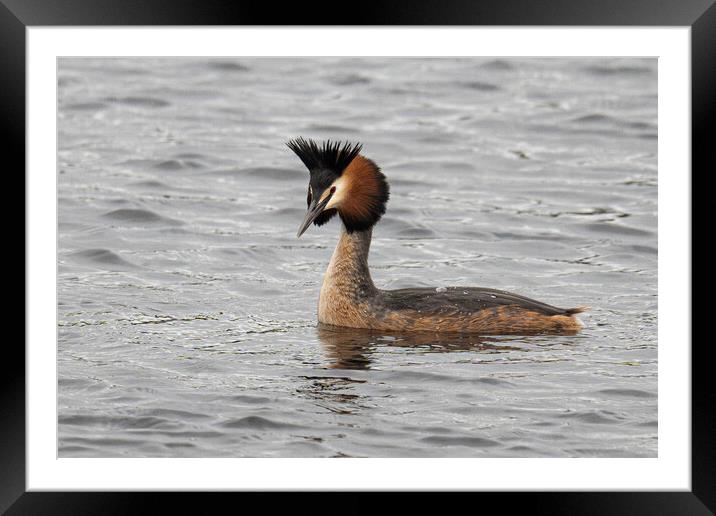 Great Crested Grebe swiming Framed Mounted Print by kathy white